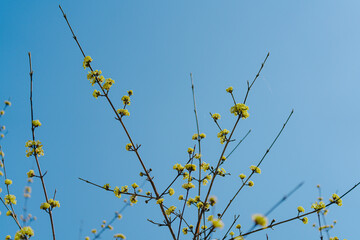大手門に咲く桜の花