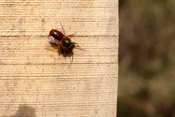 Osmia rufa macro photography in bee hause