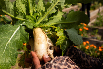 harvesting turnips urban vegetable garden
