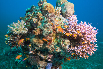 Fototapeta na wymiar Korallenstock im Roten Meer mit verschiedenfarbigen Arten und Fahnenbarschen im Vordergrund