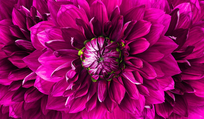 Dahlia  purple   flower. Floral  background.    Nature.