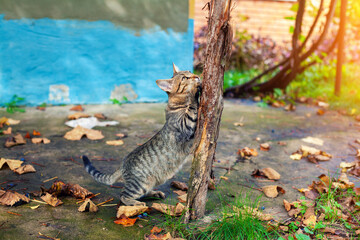 A cat sharpens its claws on a tree. The cat in the yard outdoors in the fall - 759686409