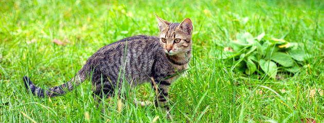 Portrait of a cute cat. Cat walks through tall green grass in the garden. Horizontal banner - 759686472