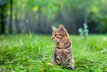 Portrait of a cute cat. The cat sits in the tall green grass in the garden - 759686484