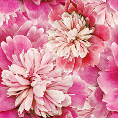 Seamless floral  background. Flowers  pink  peonies and petals peonies. Close up. - 759688285