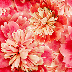 Seamless floral  background. Flowers peonies and petals peonies. Close up. - 759688469