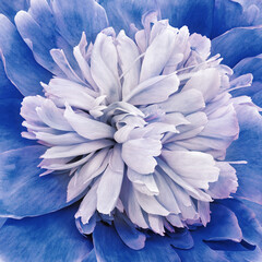 Peony flower.   Floral  blue  background. Closeup. For design. Nature.