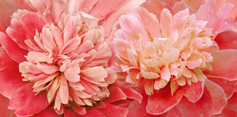 Floral spring background. Bouquet of  red   peonies. Close-up. Nature.