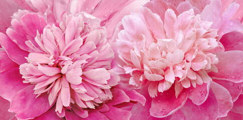 Floral spring background. Bouquet of pink  peonies. Close-up. Nature.