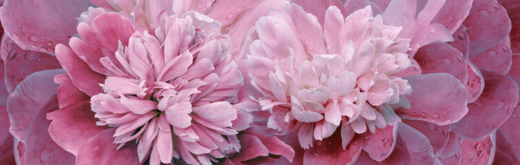 Floral spring background. Bouquet of   pink   peonies. Close-up. Nature.