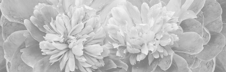 Floral spring background. Bouquet of  white-black   peonies. Close-up. Nature.