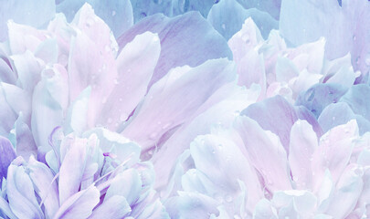 Floral spring background. Bouquet of   blue-pink  peonies. Close-up. Nature.