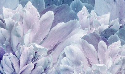 Floral spring background. Bouquet of  red   peonies. Close-up. Nature.