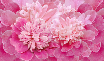 Floral spring background. Bouquet of  red   peonies. Close-up. Nature.