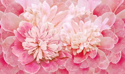 Floral spring background. Bouquet of  pink   peonies. Close-up. Nature.