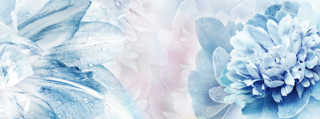 Floral spring background. Peony and tulip petals. Drops of water on flowers. Close-up. Nature.