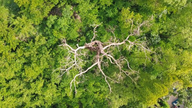 Aerial top down of forest in park in summer in Cuiaba Mato Grosso