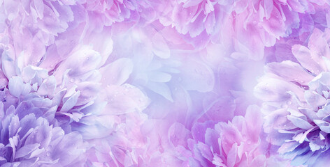 Fototapeta na wymiar Floral spring background. Peony and petals. Drops of water on flowers. Close-up. Nature.