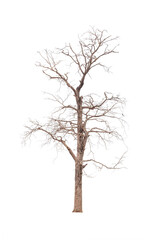 Transparent background tree for design