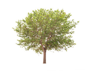 Transparent background tree for design