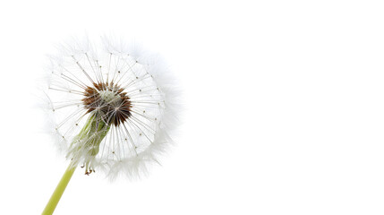 dandelion on a white background, condolence, grieving card, loss, funerals, support