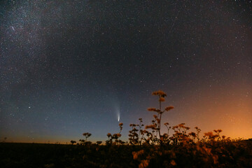 Comet Neowise C 2020 F3 In Night Starry Sky Above Flowering Buckwheat. summer Night Stars in blue colors. - 759692413