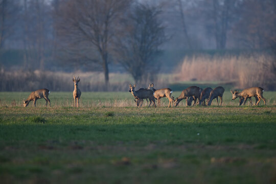 Wundersch&ouml;nen Sonnenaufgang am Samstag morgen in der freien Natur mit aufgewachten Tieren: Rehb&ouml;cke und Rehe Postkartenmotiv
