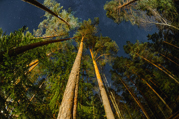 starry night stars sky forest landscape Gazing upwards in a forest, the vibrant starry sky serves as a backdrop to the towering trees, their branches and twigs reaching towards the heavens. fisheye - 759693462