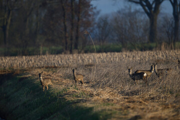 Wunderschönen Sonnenaufgang am Samstagmorgen in der freien Natur mit aufgewachten Tieren: Rehböcke und Rehe