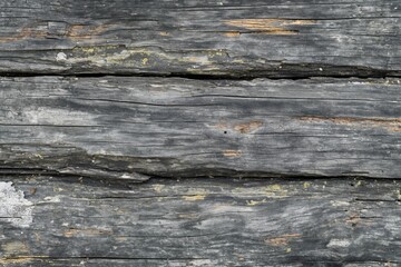 Bark wood texture backdrop of untreated natural tree
