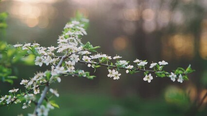 Blooming branch of a wild plant or cherry tree in the rays of the setting sun in a park in early spring. Spring background, beautiful wild flowering tree. The first leaves and flowers on the trees.