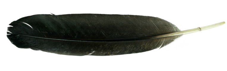 Close up view of black crow feather isolated on transparent background