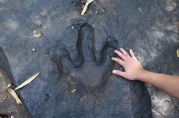 There is a person hand who is comparing the size of dinosaur footprints. Three-toed predatory...