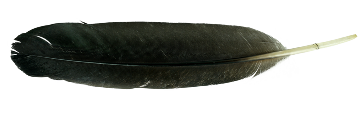 Close up view of black crow feather isolated on transparent background