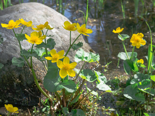 Marsh-marigolds, Caltha palustris, yellow spring flowers, blooming on a sunny day on a bank of a lttle pond, closeup with selective focus
