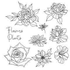 set of flowers. Outline Floral Botany. flower vector drawings. Black and white floral line art on transparent backgrounds. Hand Drawn Botanical Illustrations.Vector.