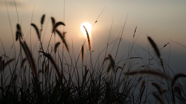The calm morning sun and the grass swaying in the breeze.