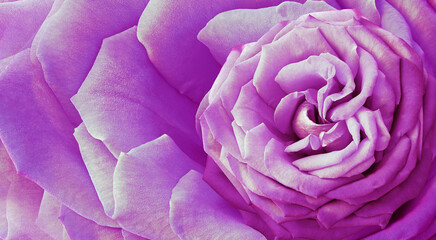 Flower purple rose  and petals.  Floral  background.  Close-up. Nature.