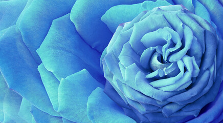Flower blue rose  and petals.  Floral  background.  Close-up. Nature.