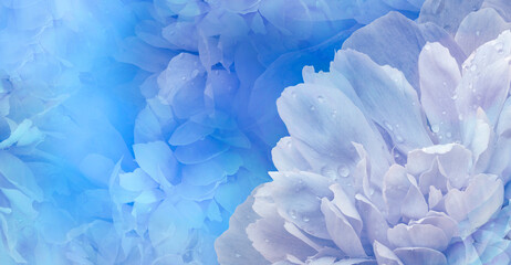 Floral blue  background.  Peony and petals flowers. Close-up.   Nature.
