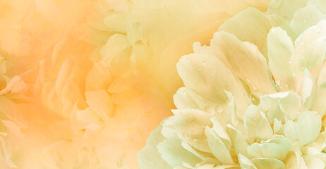 Floral yellow  background.  Rose and petals flowers. Close-up.   Nature.