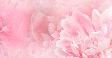 Floral pink  background.  Rose and petals flowers. Close-up.   Nature.