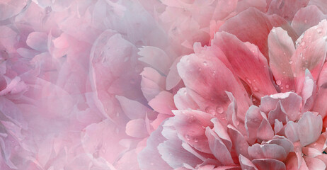 Floral  background.  Rose and petals flowers. Close-up.   Nature.