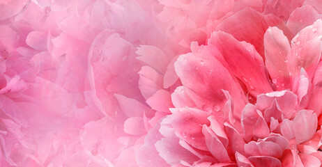 Floral pink  background.  Rose and petals flowers. Close-up.   Nature.