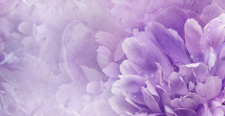 Floral purple  background.  Peony and petals flowers. Close-up.   Nature.