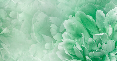 Floral  green   background.  Rose and petals flowers. Close-up.   Nature. - 759701492
