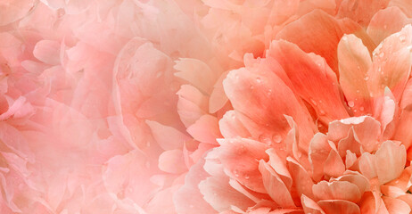 Floral  background.  Rose and petals flowers. Close-up.   Nature. - 759701499