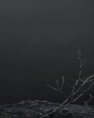 Dark minimal nature scene in boho style