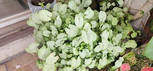 Arrowhead Plant, Tricolor Nephthytis has greenish-white leaves with dark green edges that resemble arrowheads. Syngonium podophyllum is succulent, climbing plant with long vines. Popularly in garden
