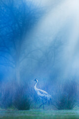 Fototapeta premium Crane. Artistic wildlife photography. Nature background. 